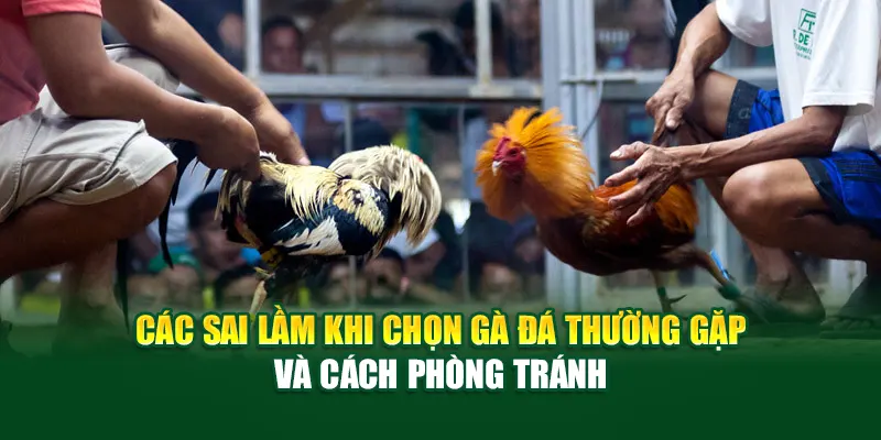 cac-sai-lam-khi-chon-ga-da-thuong-gap-va-cach-phong-tranh