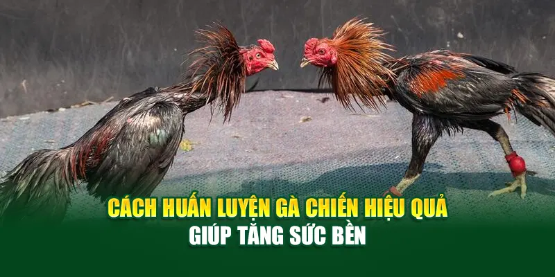 cach-huan-luyen-ga-chien-hieu-qua-giup-tang-suc-ben