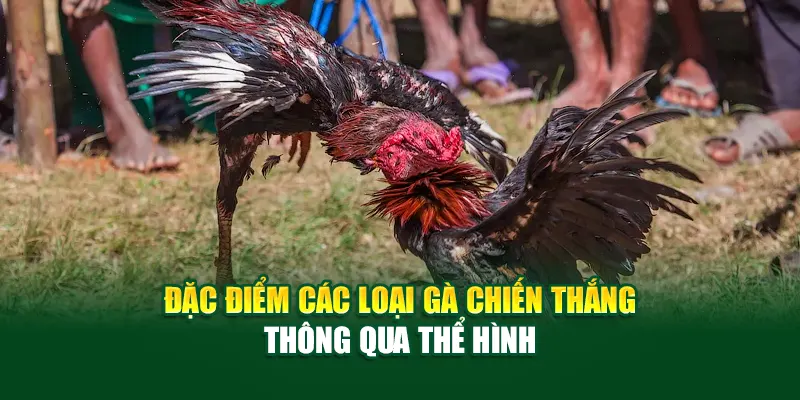 Đặc điểm các loại gà chiến thắng thông qua thể hình