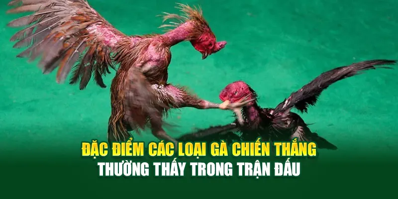 dac-diem-cac-loai-ga-chien-thang-thuong-thay-trong-tran-dau