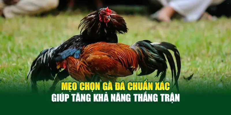 meo-chon-ga-da-chuan-xac-giup-tang-kha-nang-thang-tran