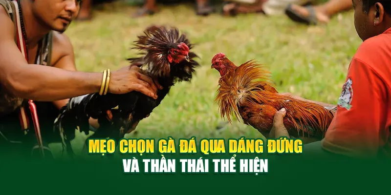 Mẹo chọn gà đá qua dáng đứng và thần thái thể hiện