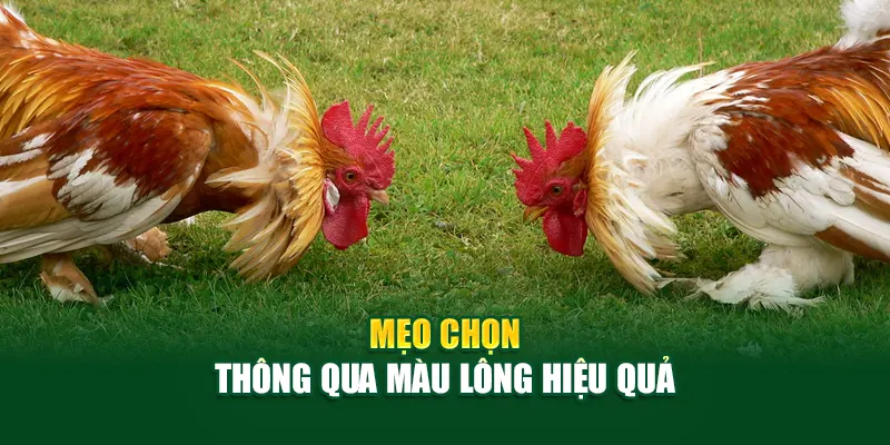 Mẹo chọn thông qua màu lông hiệu quả